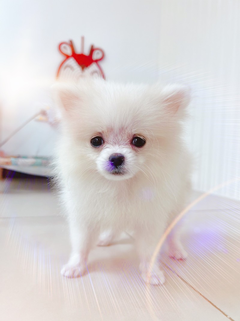 樂狗寵物沙龍- LINE熱點