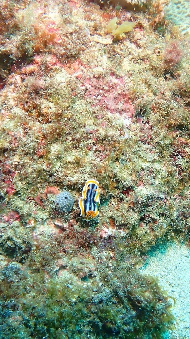 南投 水肺 自潛 揪團練習 fun dive