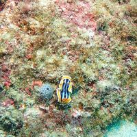 南投 水肺 自潛 揪團練習 fun dive