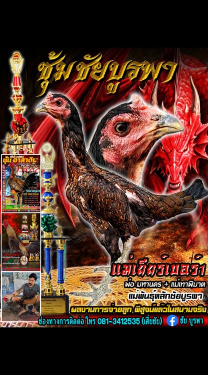 ชัยบูรพา ไก่ชนพม่าหน้าหงอนปีศาจ