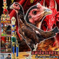 ชัยบูรพา ไก่ชนพม่าหน้าหงอนปีศาจ