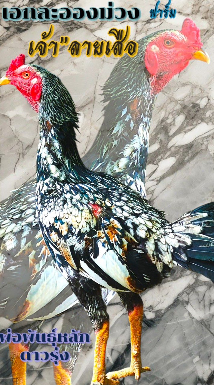 เพชรเอก ละอองม่วง ไก่ชนพม่าสายเยียร์ เเละเหล่าพม่าสายตี