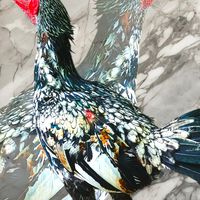 เพชรเอก ละอองม่วง ไก่ชนพม่าสายเยียร์ เเละเหล่าพม่าสายตี