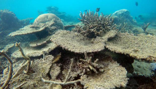 Kondisi terumbu karang di sepanjang garis transek yang dikenal sebagai One Tree Reef, Pulau Capricorn, Great Barrier Reef, Australia, 29 November 2016. Pemutihan terumbu karang merupakan berubahnya warna alami karang menjadi putih pucat. REUTERS