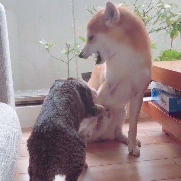 僕だって怒るワン 初めて猫に怒った時の柴犬の表情