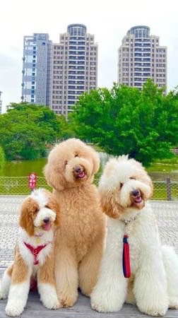 開心農場戰爭版農民群
