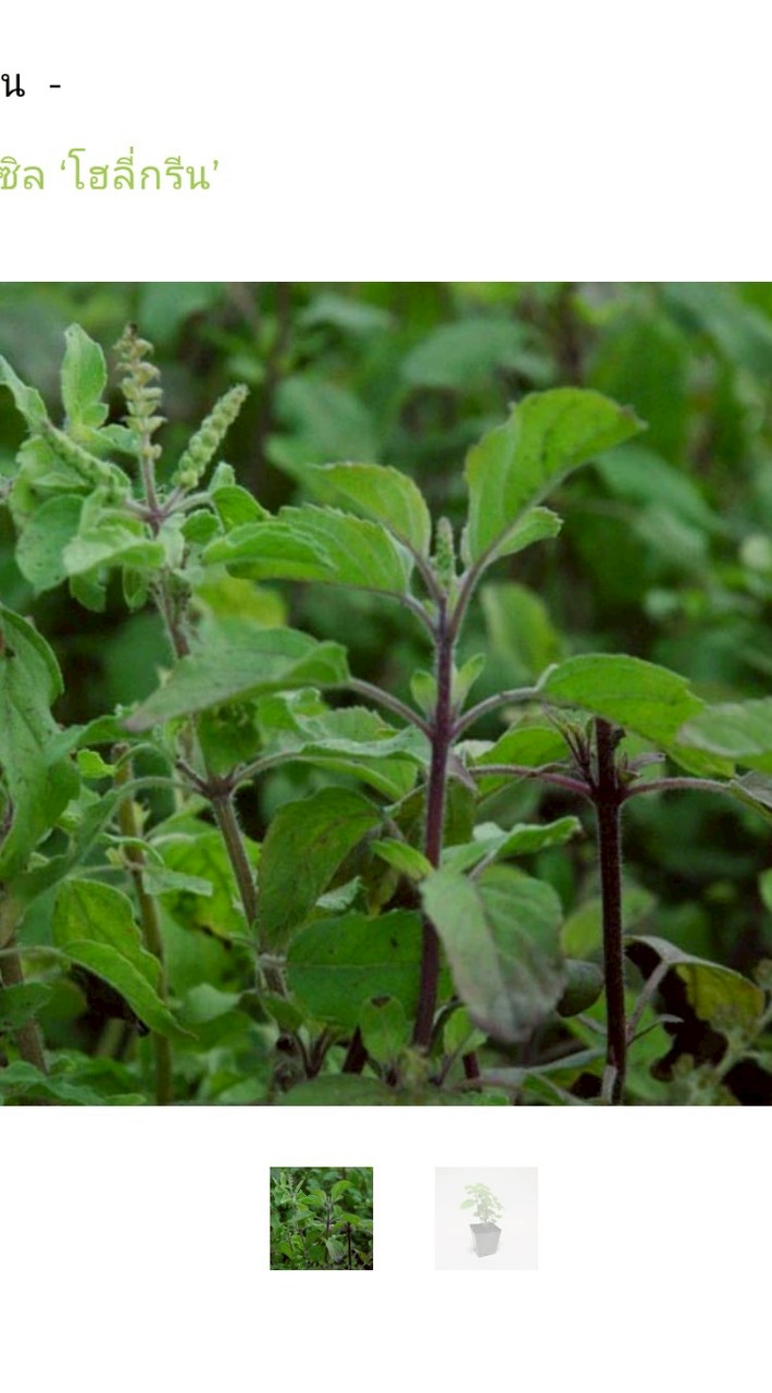 Holy Basil Daily