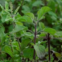 Holy Basil Daily