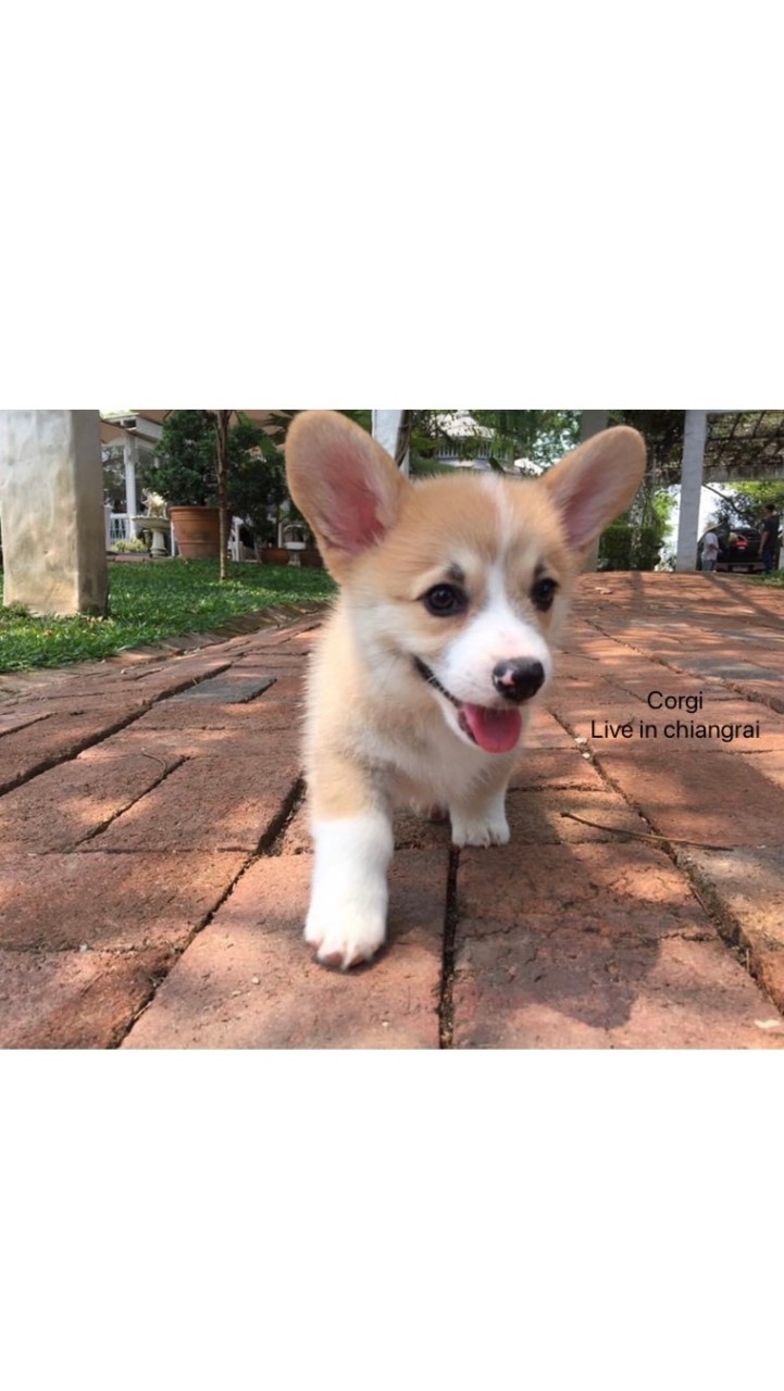 คอร์กี้เชียงราย Corgi live in chiangrai