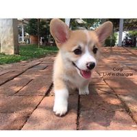 คอร์กี้เชียงราย Corgi live in chiangrai