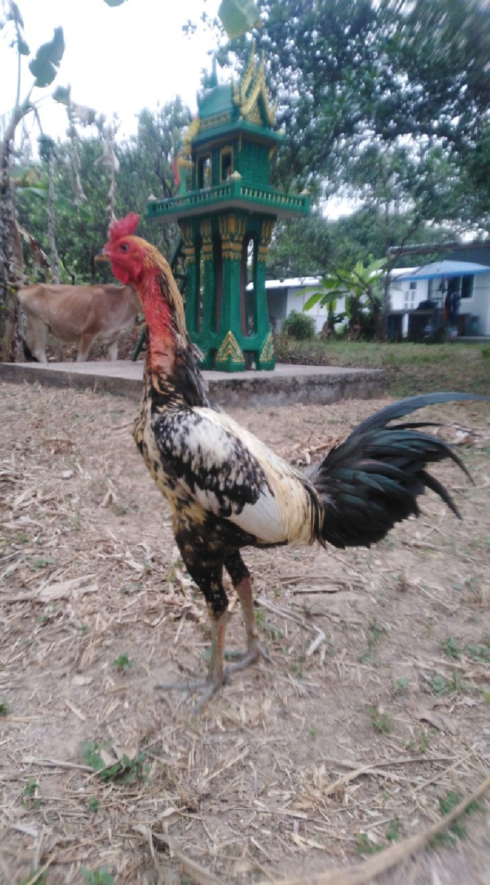 จิรดา​ฟาร์ม​