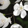 園芸🌷🌺が好きな方、一緒に雑談しませんか❓🤗