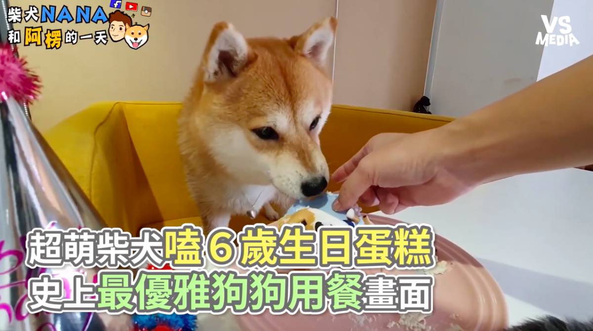 超萌柴犬嗑６歲生日蛋糕史上最優雅狗狗用餐畫面 Vs Media 柴犬nana和阿楞的一天 Line Today