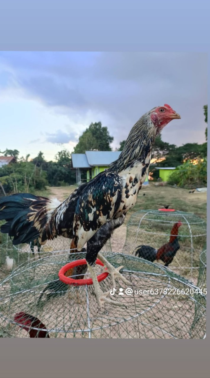 ซุ้มบ.เบียร์ไก่ชน