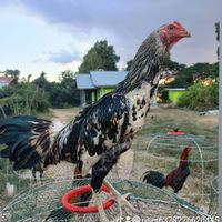 ซุ้มบ.เบียร์ไก่ชน
