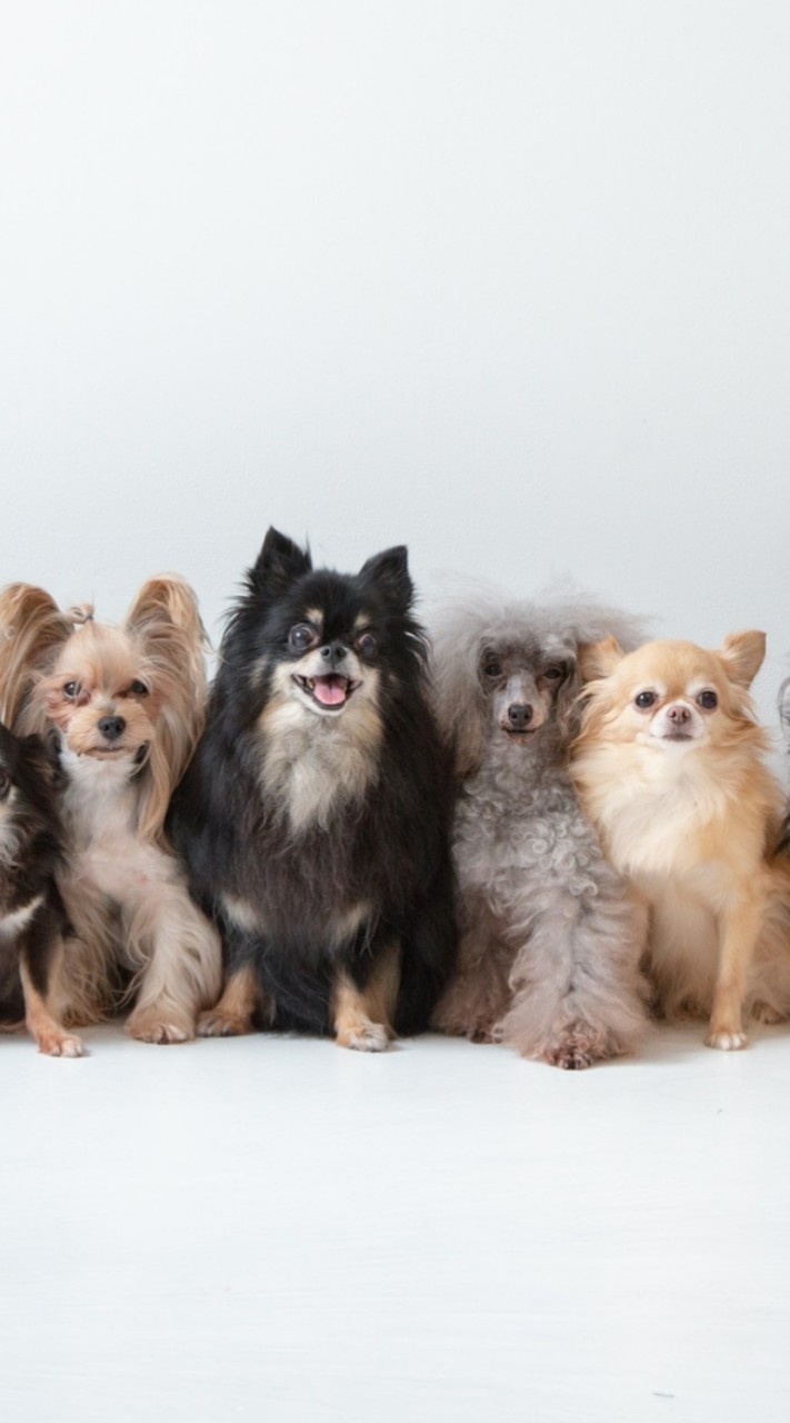 犬かってるひと！