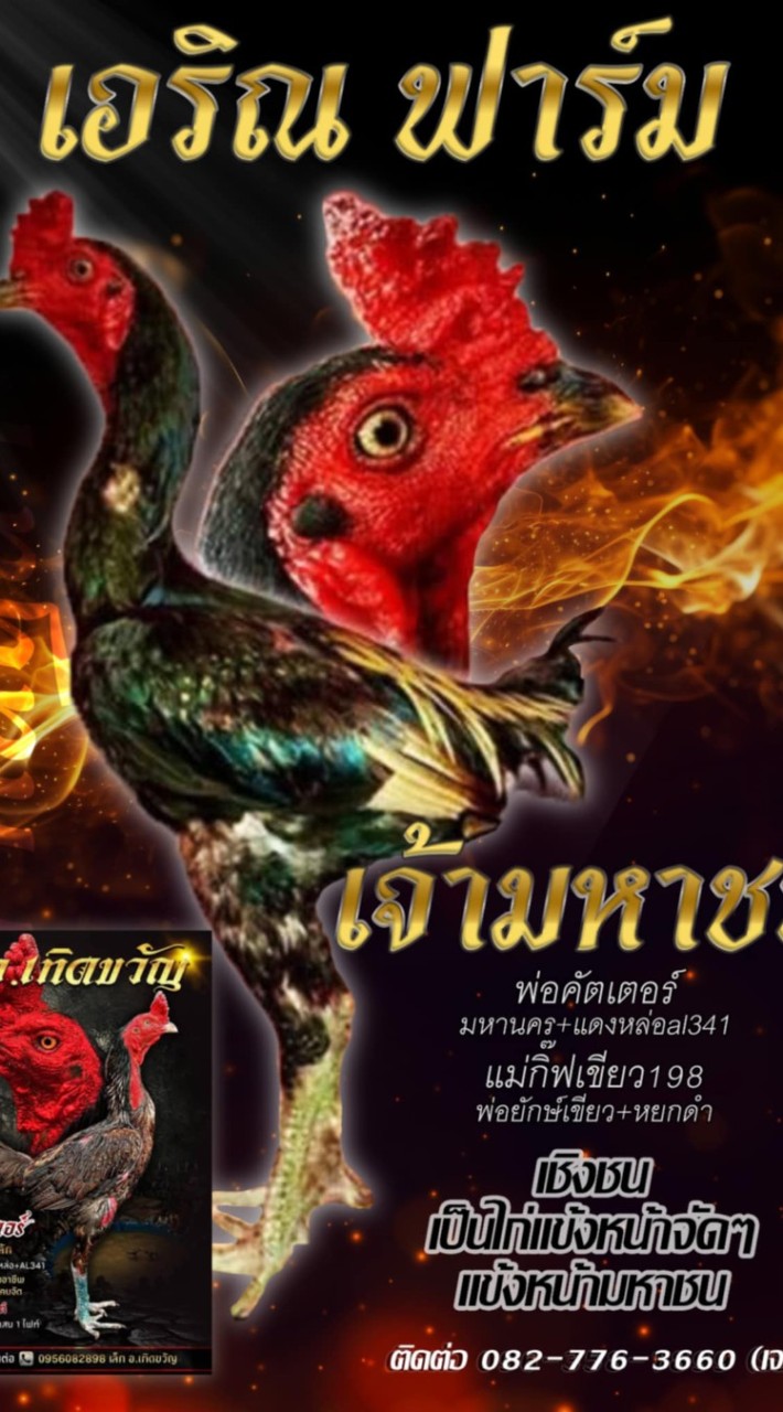 ซุ้มไก่ชนเอรินฟาร์ม