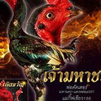 ซุ้มไก่ชนเอรินฟาร์ม