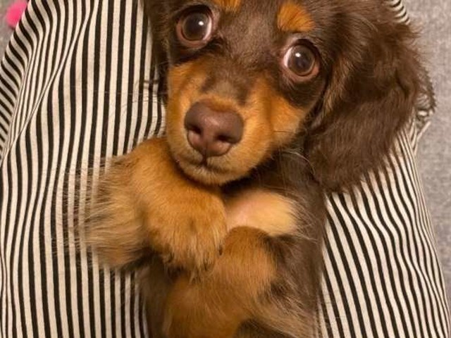 飼い主を朝早く起こしにくる犬の実態を調べると いぬのきもちnews