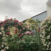 薔薇の棲家