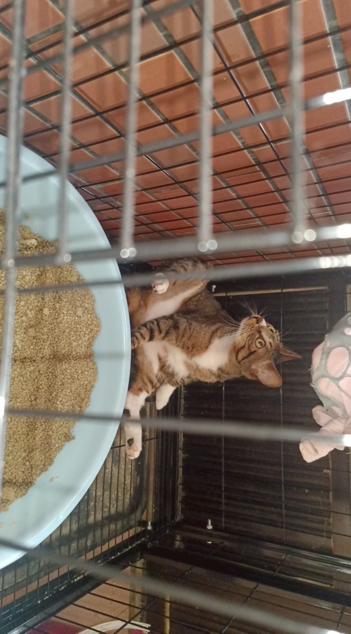 安餒專屬吃雞群