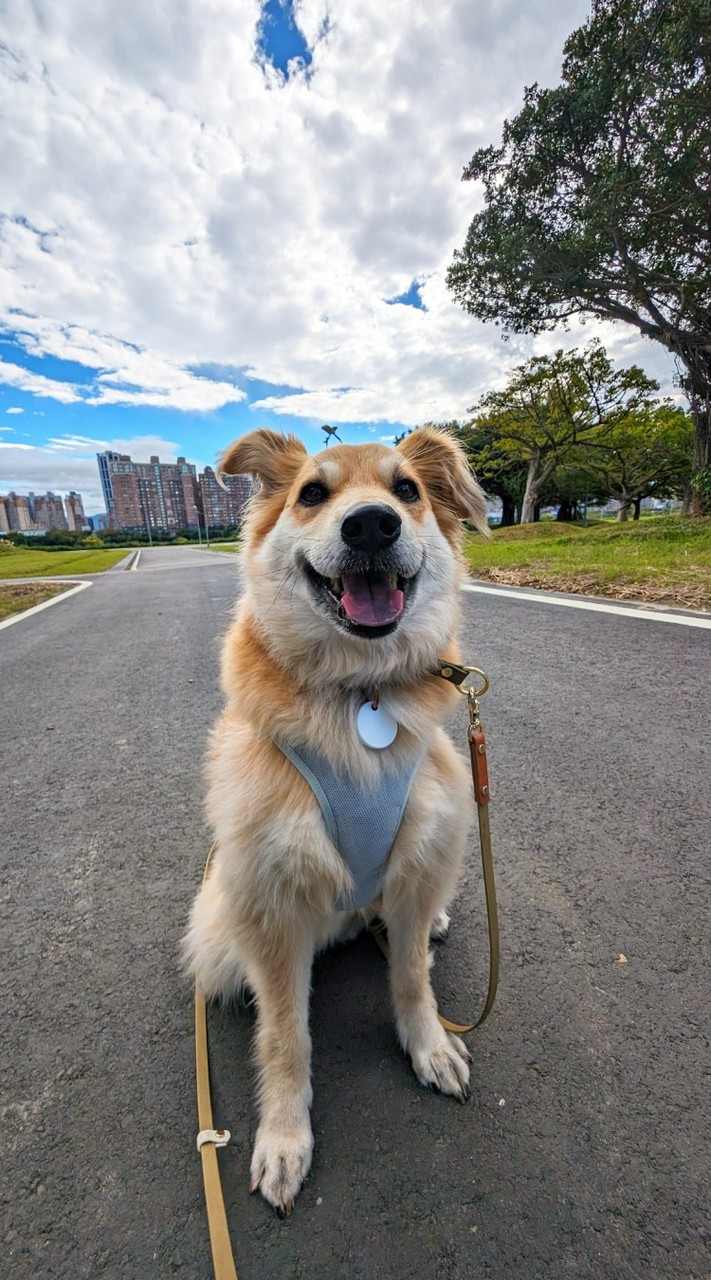 狗狗行為與線上微講座
