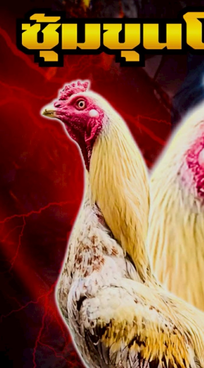 ซุ้มขุนโจรฟาร์ม🐔🐓