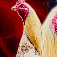ซุ้มขุนโจรฟาร์ม🐔🐓