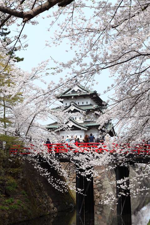 好粉紅的櫻花河 青森弘前公園 花筏 超夢幻 旅奇傳媒 Line Today