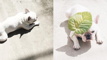 這隻法鬥的生活好愜意，小編看了也好想要跟牠一起躺喔～