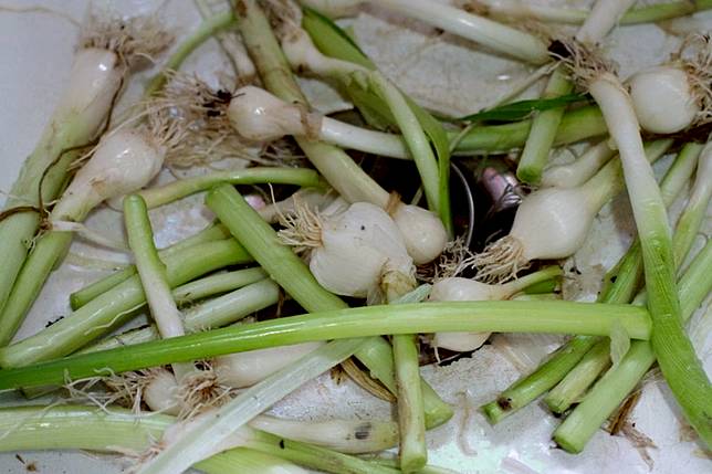 Cara Menanam Daun Bawang Dengan Mudah Pakai Sisa Bahan Di Dapur Bisa Hipwee Line Today