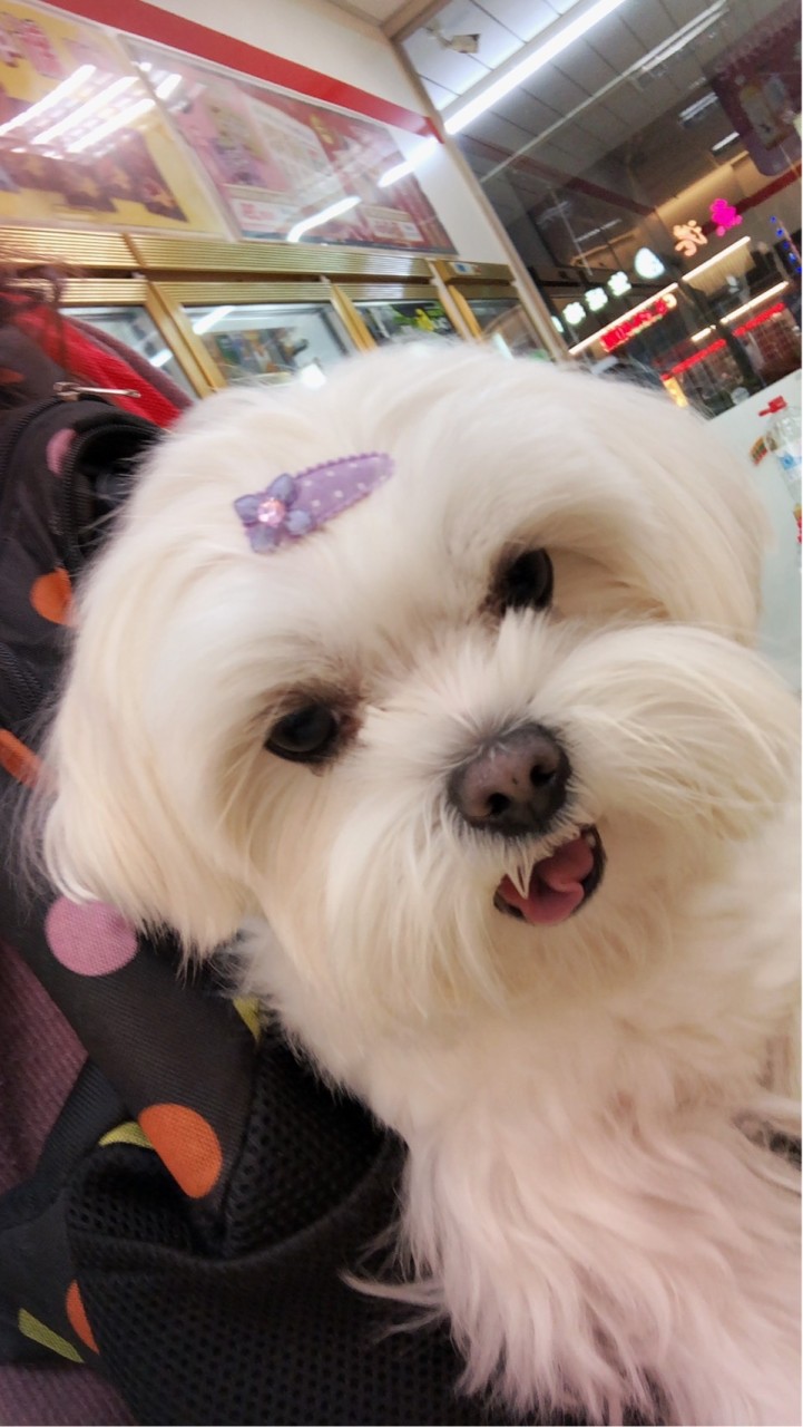 貓貓狗狗隨便聊