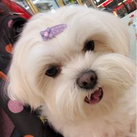 貓貓狗狗隨便聊