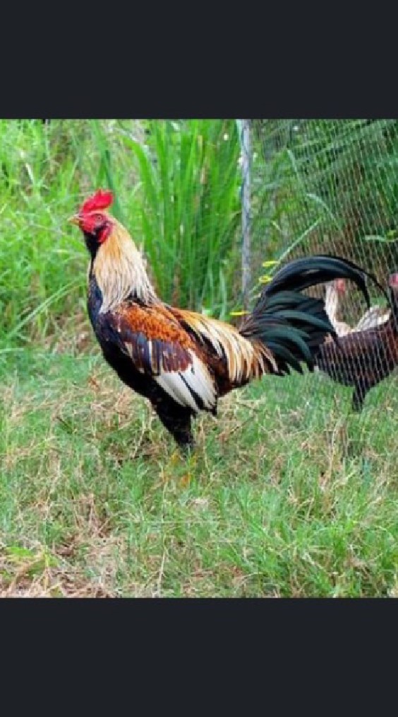 จำหน่ายไก่ชน พม่ารำวง