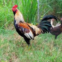 จำหน่ายไก่ชน พม่ารำวง