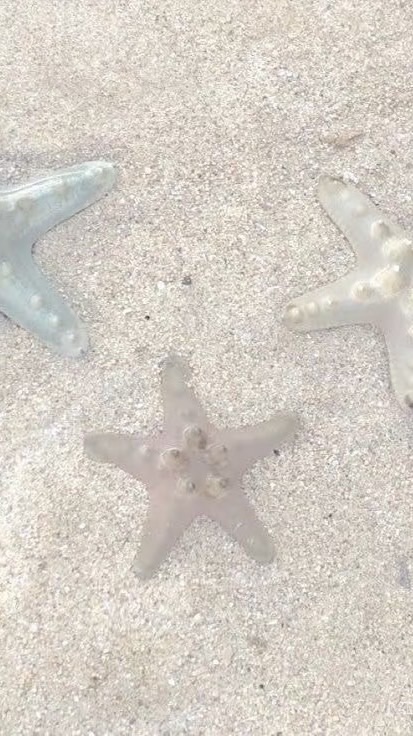 🎐