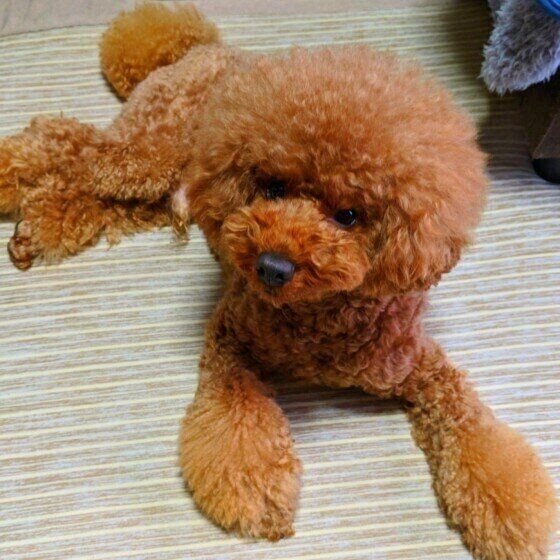 犬に蚊取り線香やスプレーは使っていいの 獣医師が解説