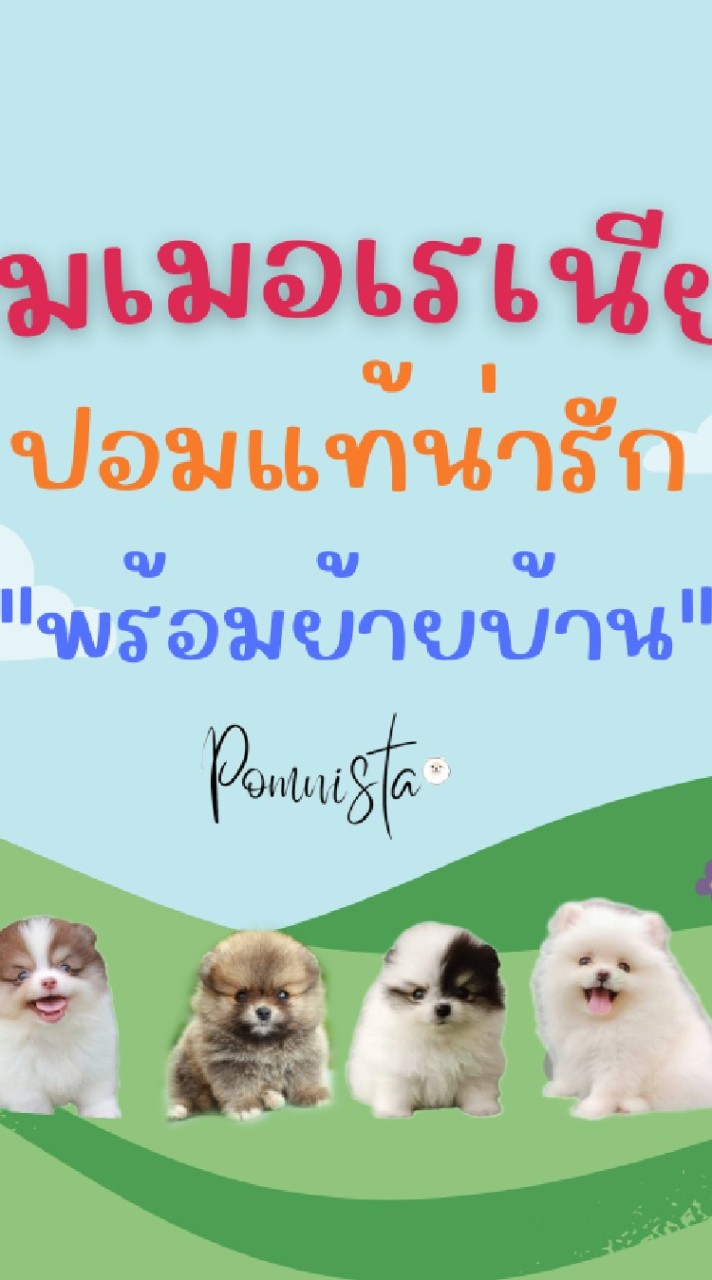 ปอมเมอเรเนียนนิสต้า