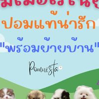 ปอมเมอเรเนียนนิสต้า