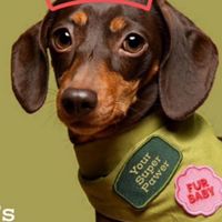 TOP Ventures-Dog Parenthood