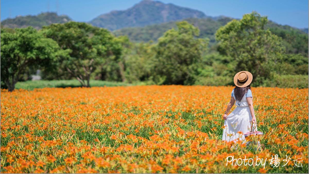 金黃花海攻占全台！５處金針花祕境：多達10萬株、北部最大、衝彰化免費拍爆