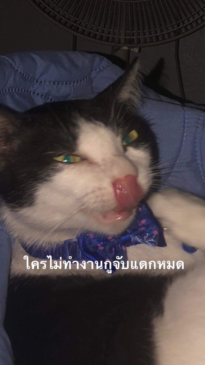 ฝ่ายเชียร์สีชมพู