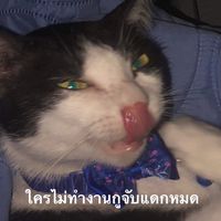 ฝ่ายเชียร์สีชมพู