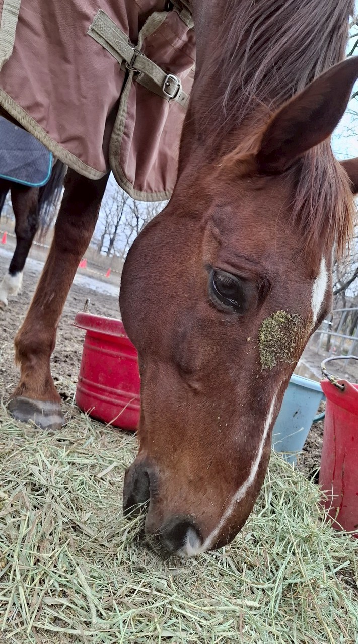 群馬大学馬術部新歓オープンチャット🐴