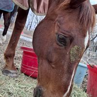群馬大学馬術部新歓オープンチャット🐴