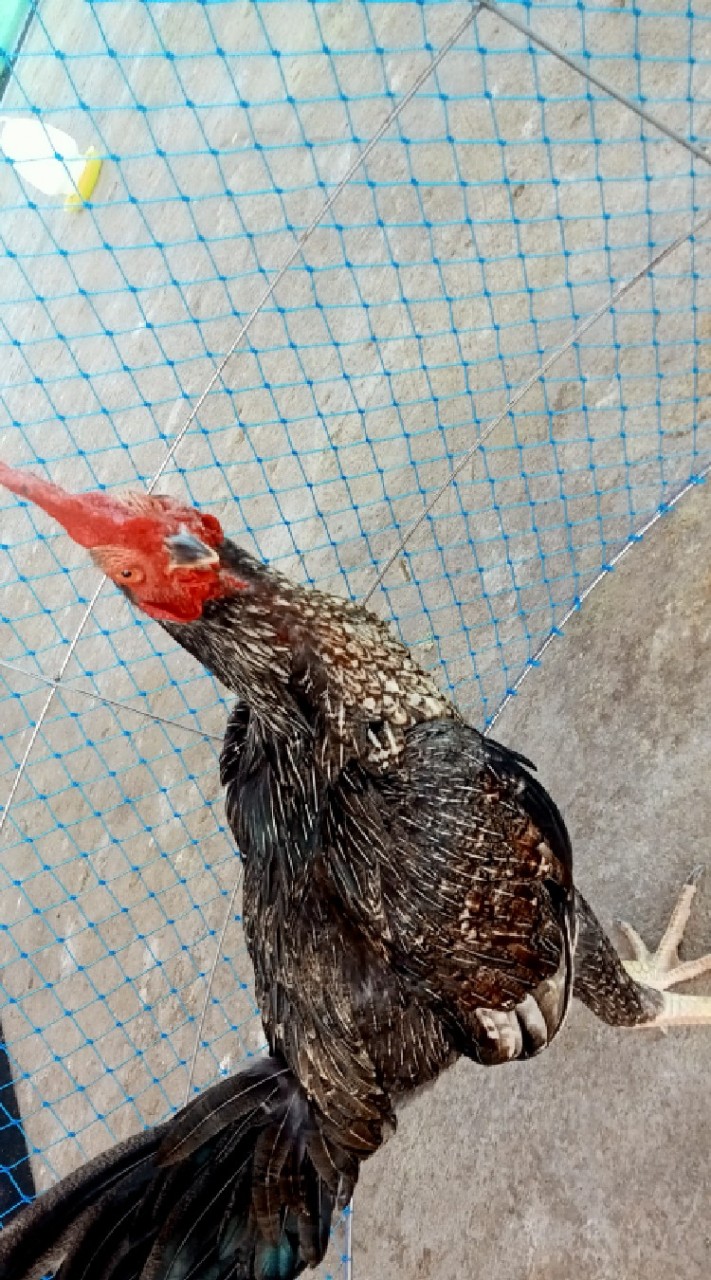 ซุ้ม ส.เพรชพลายงาม