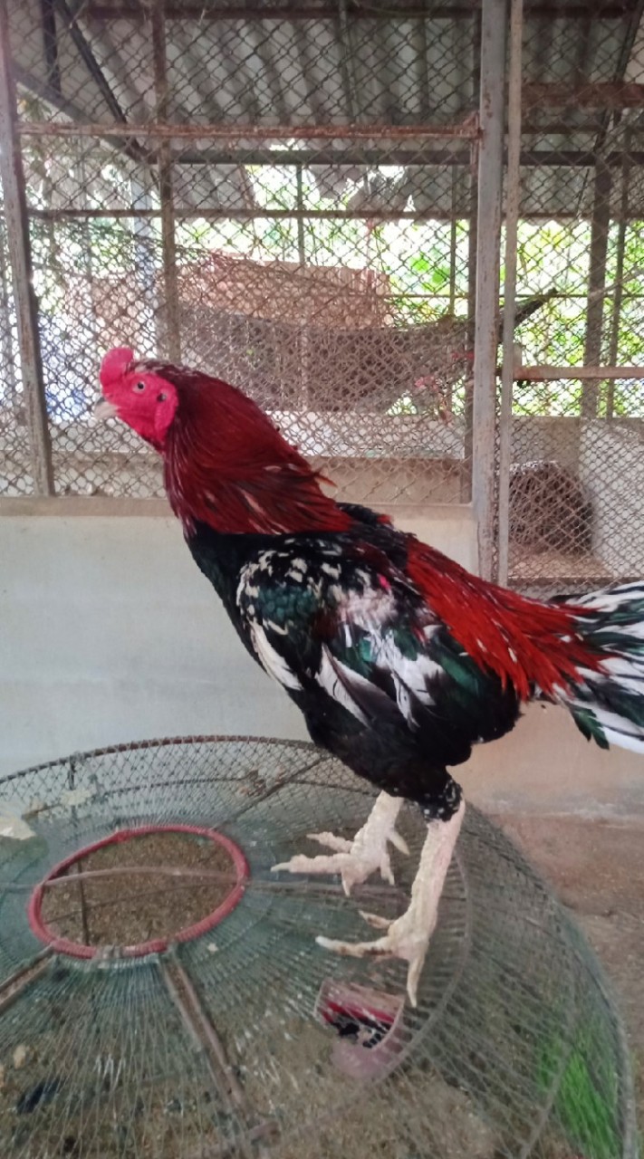 ศูนย์รวมคัดไก่ซื้อขายไก่ชน สระบุรี ลพบุรี