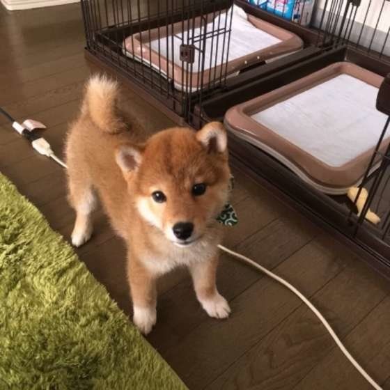 愛犬の くしゃみ 大丈夫 気になる原因を獣医師が解説 いぬのきもちnews