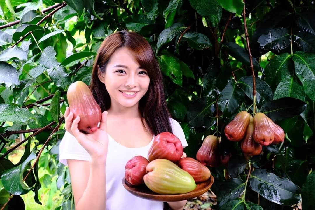 六龜鮮采蓮霧園