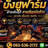 บังยู ฟาร์ม